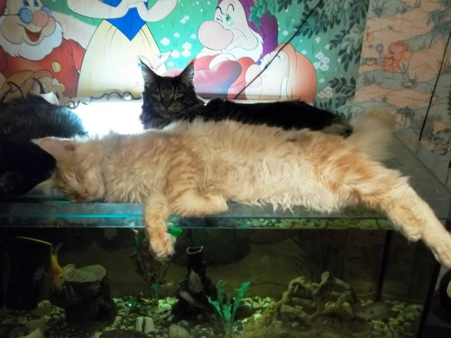 Кунята, 3 недели.