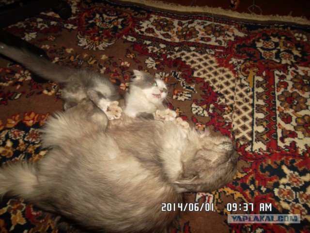 Котовторник 10.06.2014