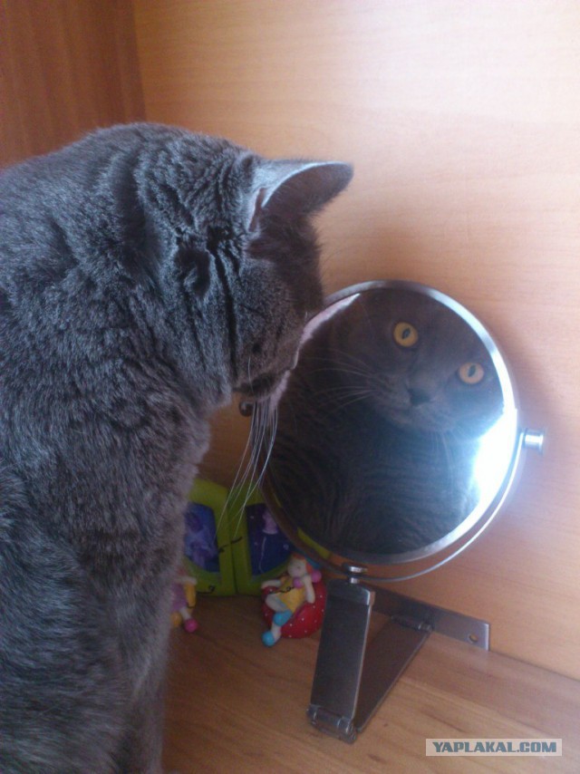 Кошка по имени Мышь