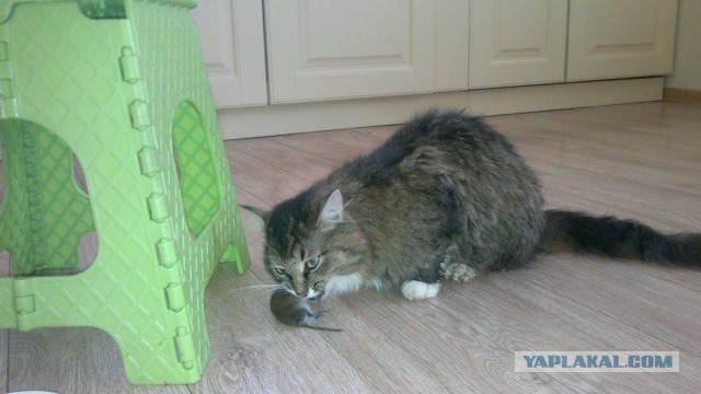 Котенок ест мышь