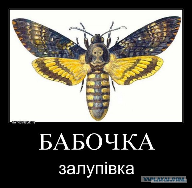 Google: большинство украинцев говорят по-русски
