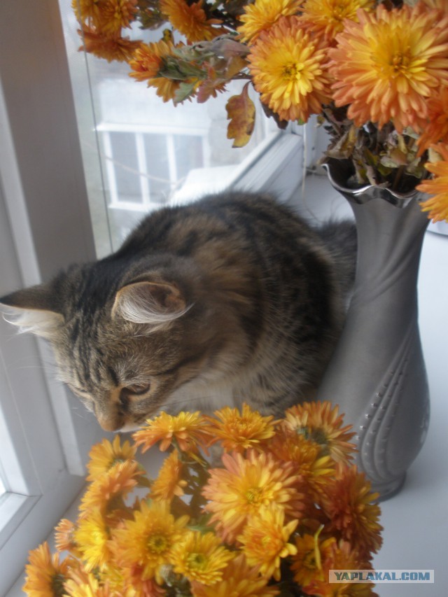 Котовторник 11.11.2014