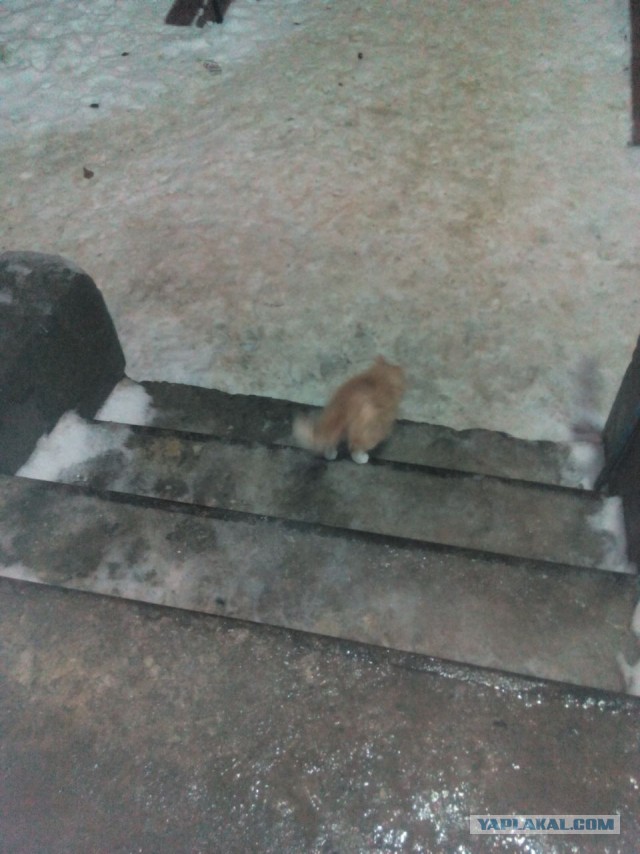Котовторник