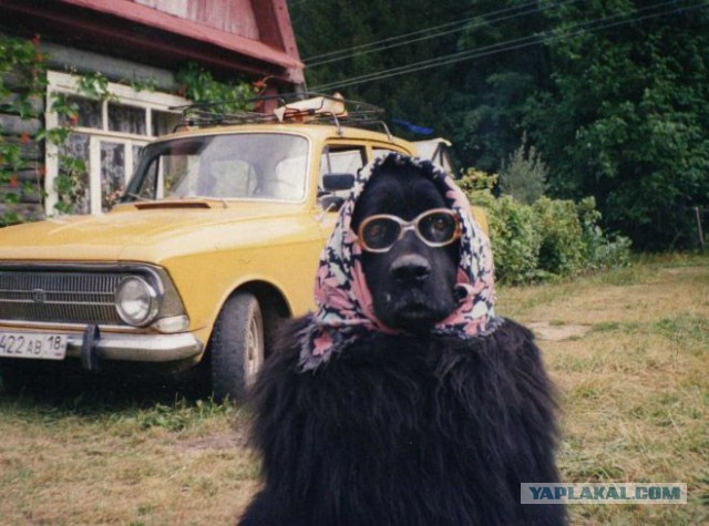 Смешные картинки, приколы, комментарии и прочее...