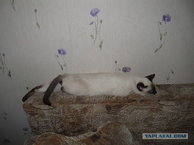 О кошачьих кличках.