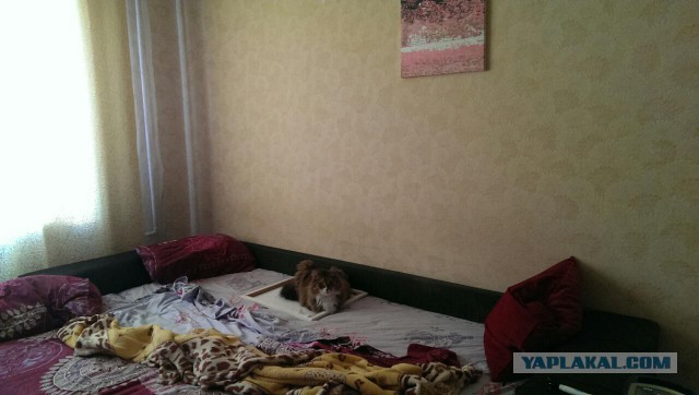 Котовторник 20.10.2015
