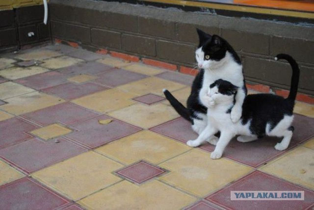 Котовторник 03.11.2015