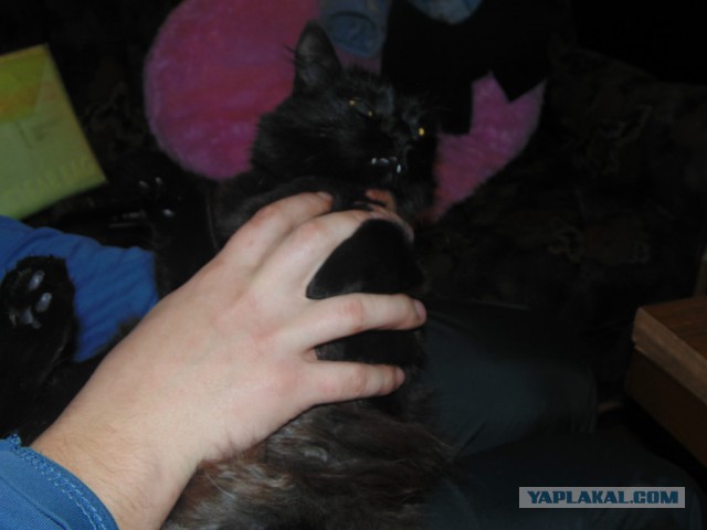 17 фотографий котов
