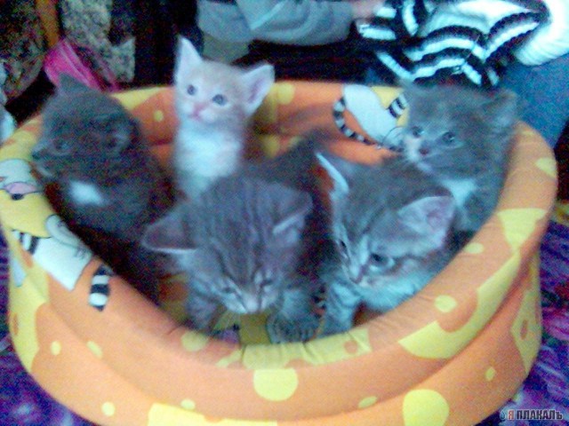 Коты, кошки, котята