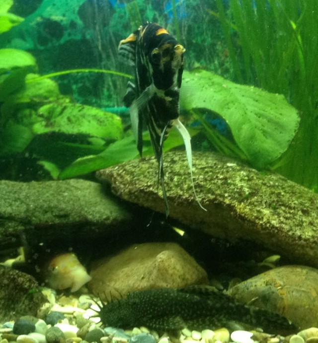 Аквариумные страдания