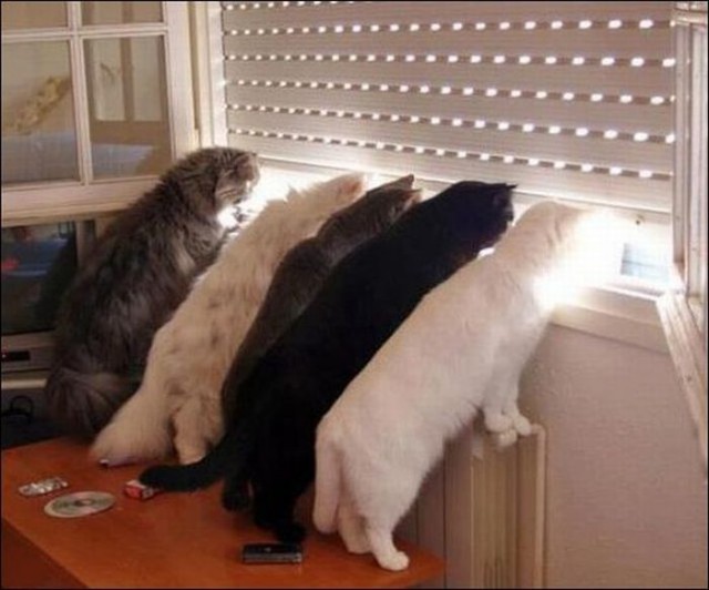 Демы к котовторнику!