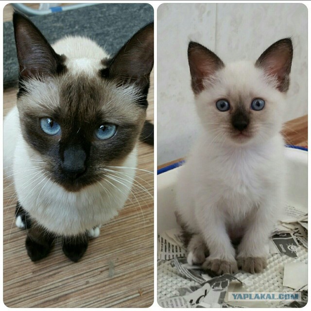 25 котят, которые так быстро выросли