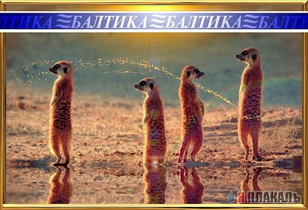 В мире жывотных