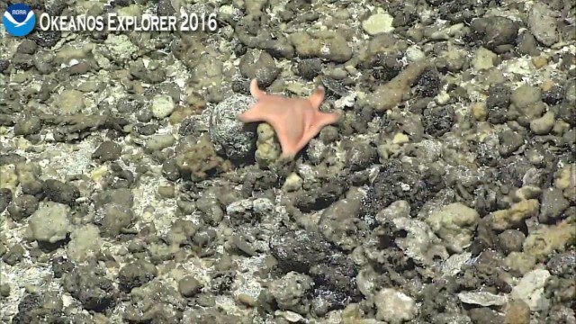 Началась онлайн-трансляция происходящего в самом глубоком месте Земли