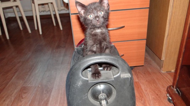 Вдогонку котовторнику. Найдёныши.