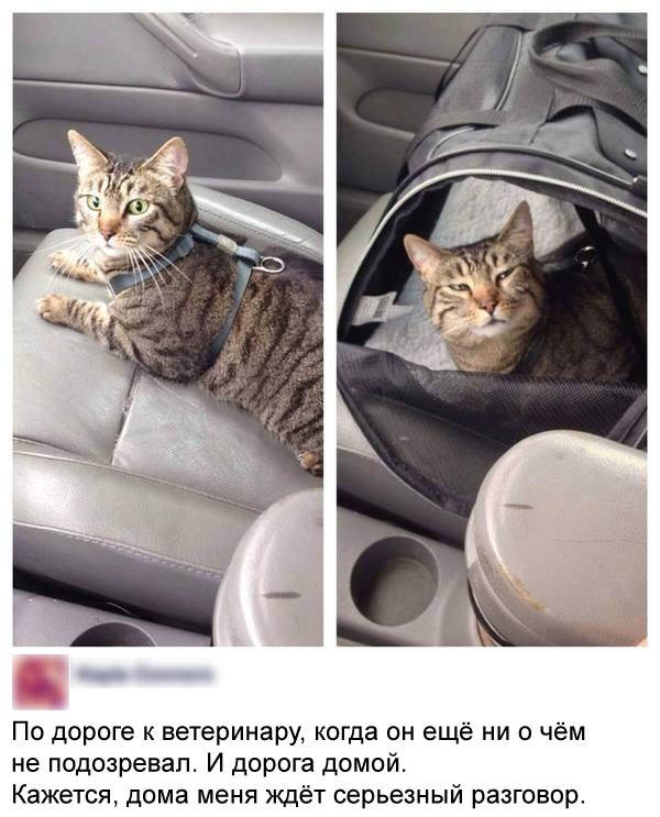 Смешные комментарии 01.08.2016