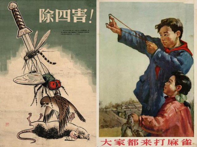 Мао Цзэдун против воробьев: трагическая схватка века