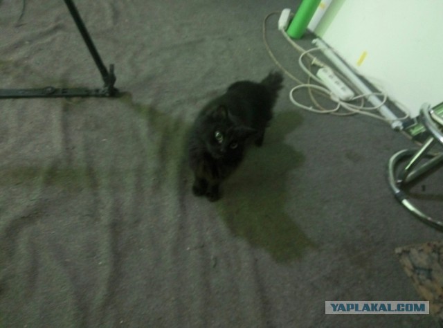 Котоловка или как поймать кота