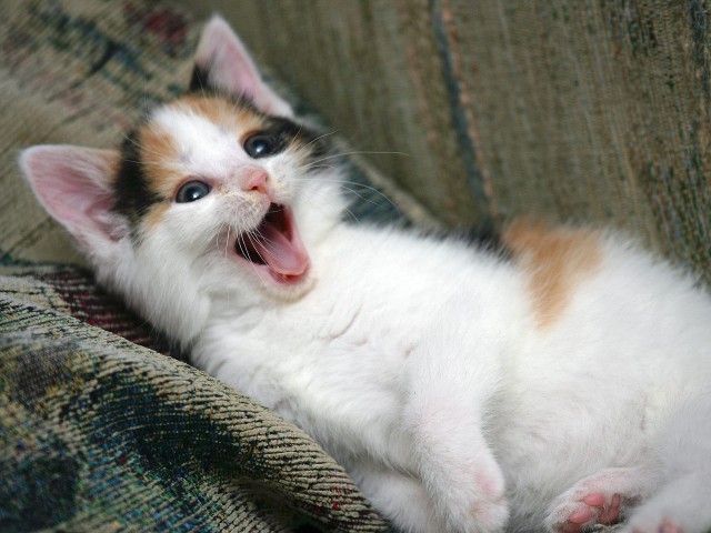 Коты и Кошки