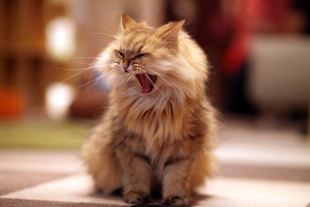 Коты и Кошки