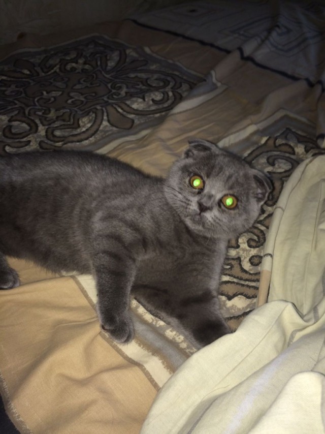 Коты и Кошки