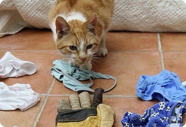 Коты и Кошки