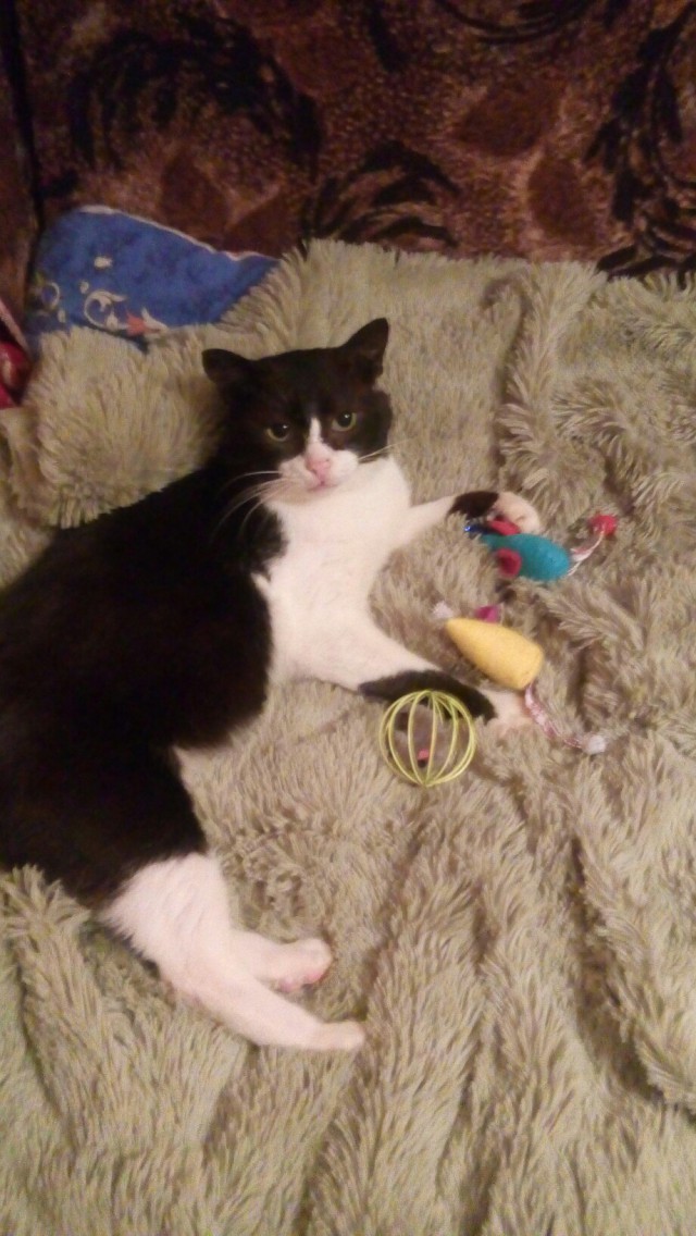 Коты и Кошки