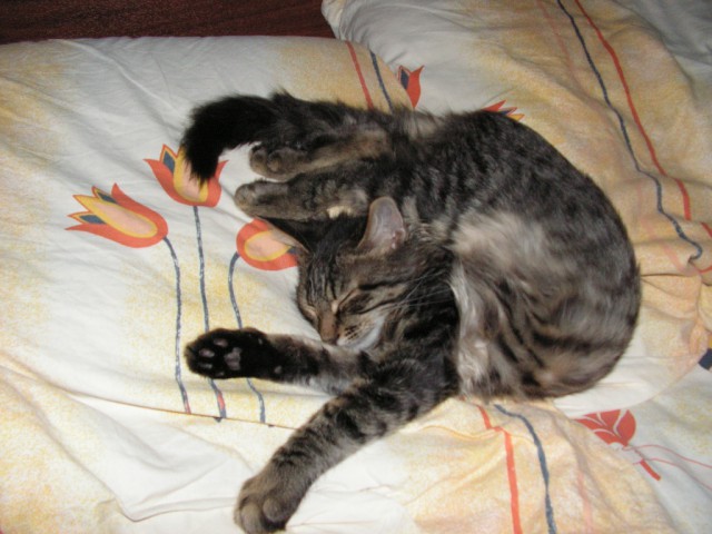 Котовторник