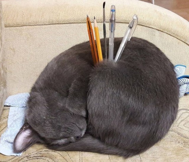 Прикольных котов пост