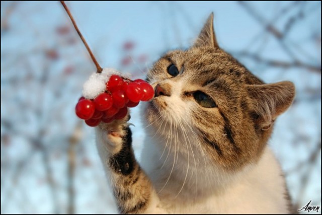 Котомет на вторник (15.04.2008)