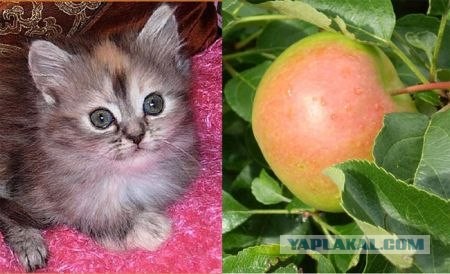 Что общего у яблока и котенка?