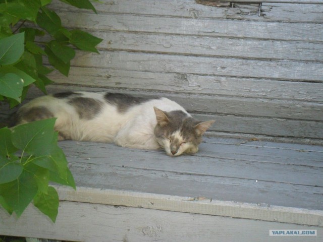 Первый котовторник июля