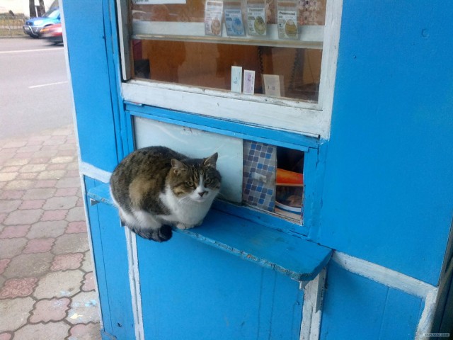 Котовторник  от 3.04.2012