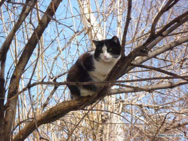 Котовторник 24.04.2012