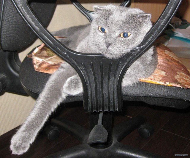 Котовторник 31.07.2012 г.