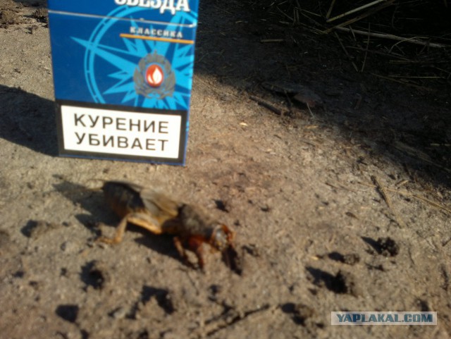 Медведка: Безумный разрушитель оГородов