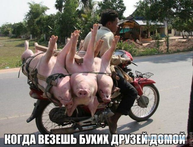 Подборка весёлых картинок