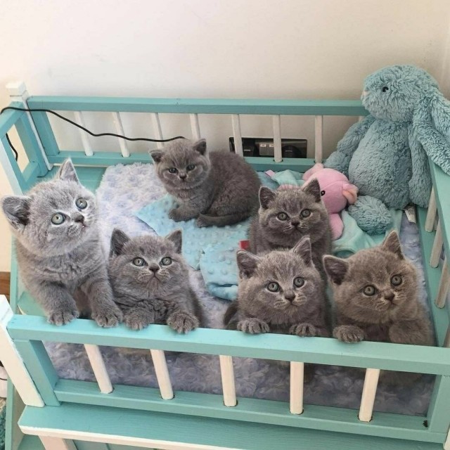 Забавные фото котеек