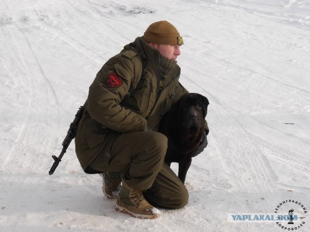Братья наши меньшие на фронте