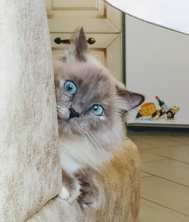 Лучшие сухие корма для кошек