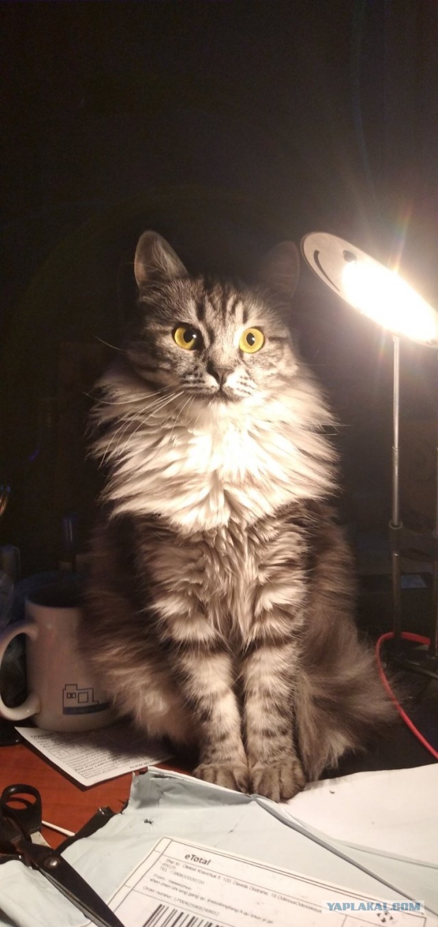 Котики бывают разные - черные, белые, и все классные