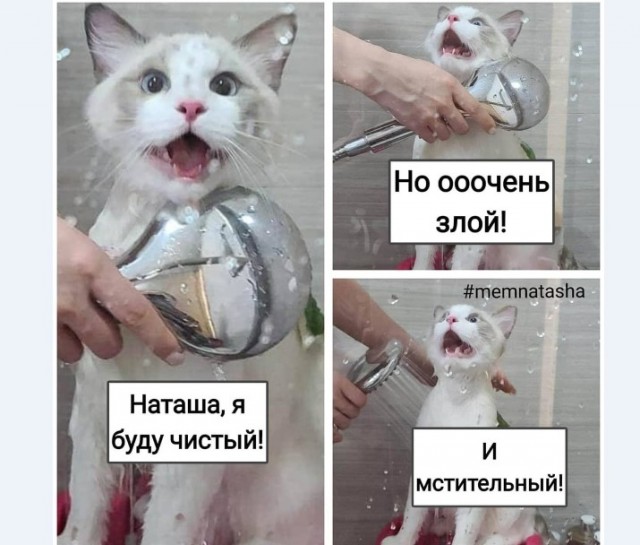Картинки и мемы для настроения 004