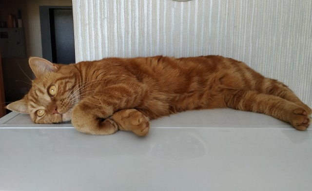 Кот Василий