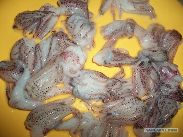 Мини-кальмары