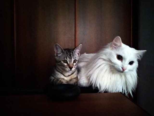 Котовторник (свои добавляем)