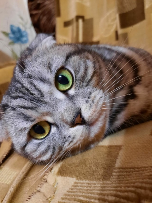 Котовторник. Картинки и буквы 08.02.22