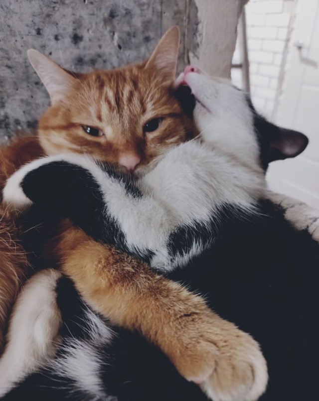 А ваши котейки че счас делают?