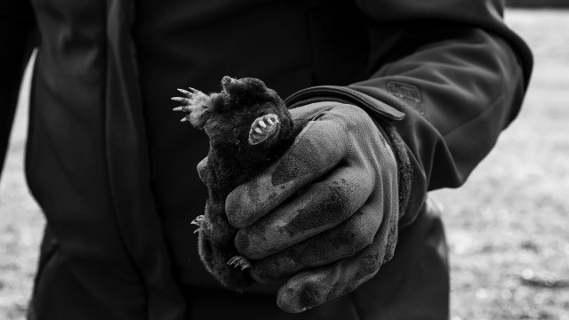 Роспотребнадзор предупредил об опасности употребления кротовухи