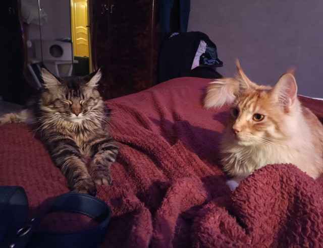Кошка