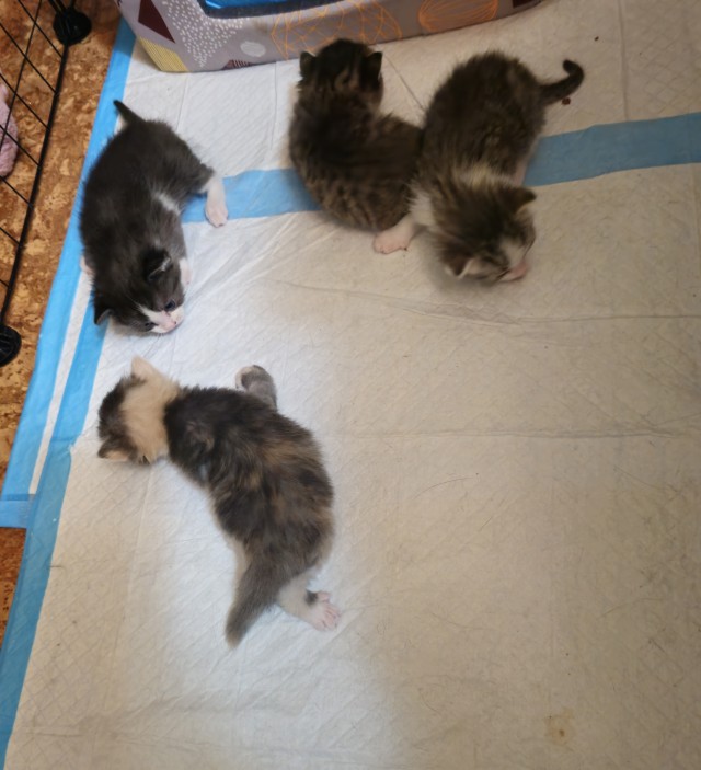Котовторник, от мала до велика